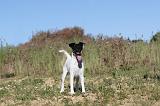 FOX TERRIER POIL LISSE 090